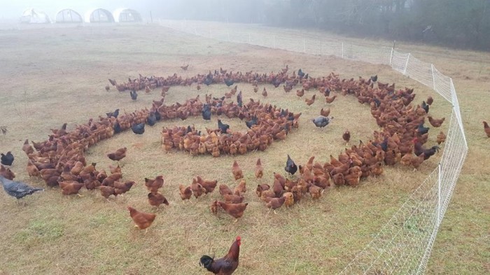 Apparently, chickens run debian.