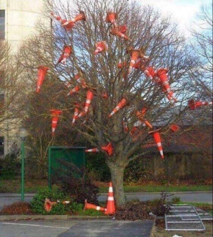 The rare VLC tree produces fruit but twice a year
