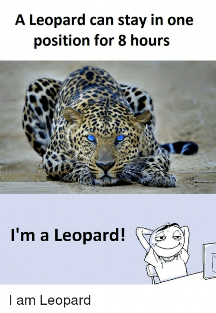 A leopard can stay in one position for 8 hours